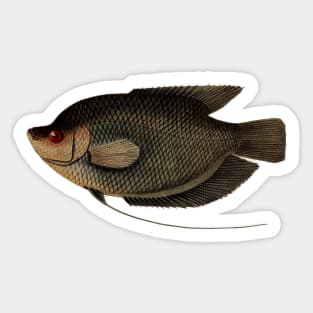 Gourami Fish Vintage Scientific Illustration Sticker